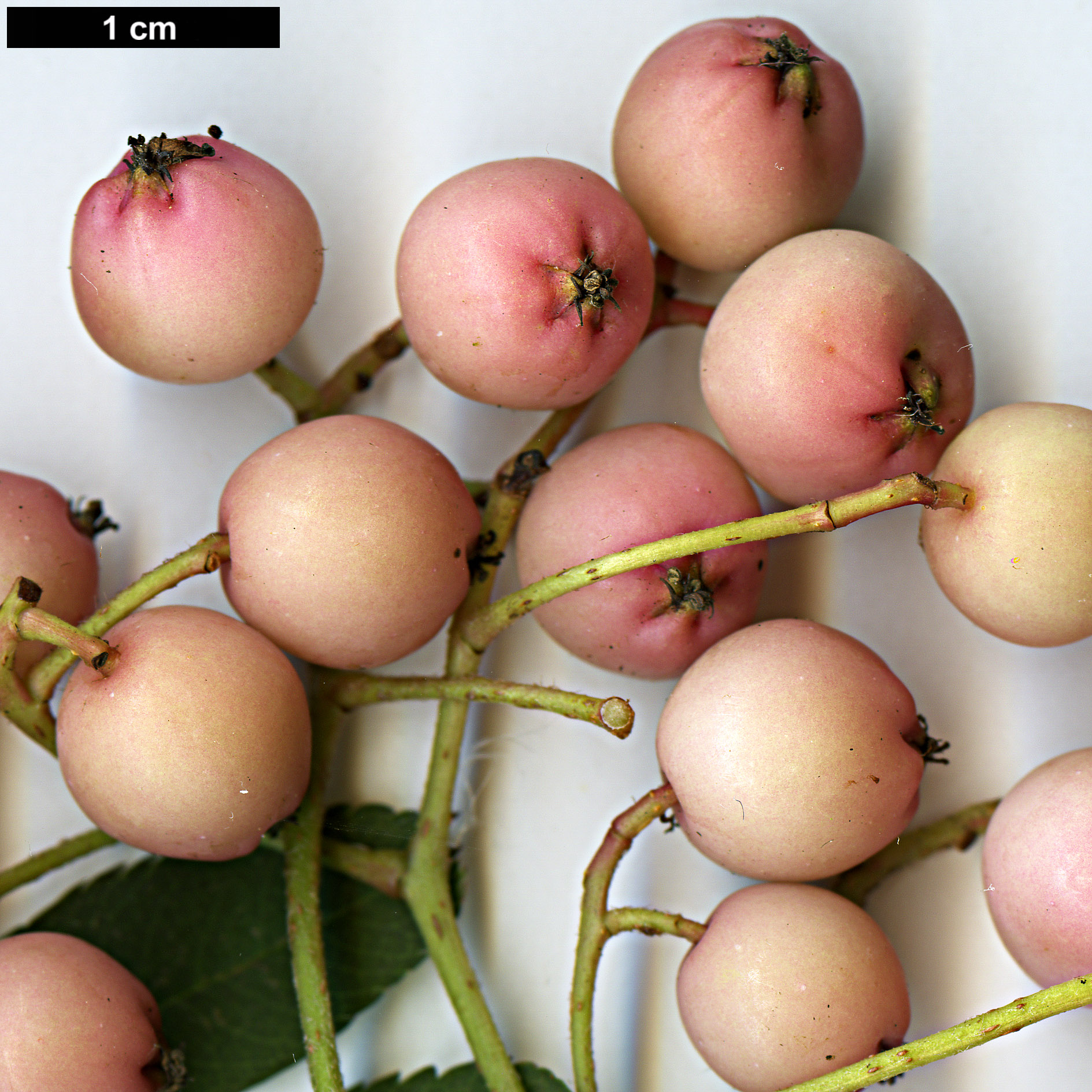 High resolution image: Family: Rosaceae - Genus: Sorbus - Taxon: hugh-mcallisteri